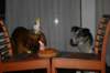 photo36_small.jpg