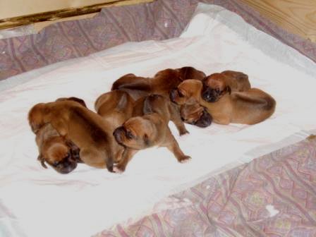 cuccioli003.jpg