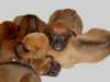 cuccioli012_small.jpg