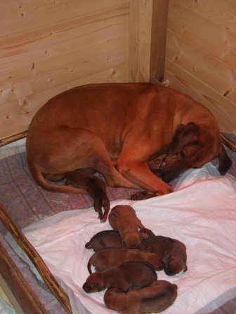 cuccioli2081.jpg