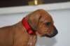 img_8276_small.jpg