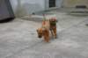 img_8523_small.jpg