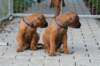 bild107_small.jpg