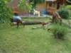 bwurf4004_small.jpg