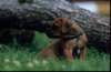 bwurf4052_small.jpg