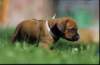 bwurf4060_small.jpg