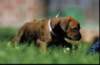 bwurf4061_small.jpg