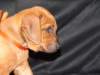 bwurftag39031_small.jpg