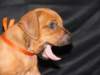 bwurftag39032_small.jpg