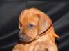 bwurftag39039_small.jpg