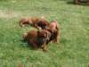 doriwelpen029_small.jpg