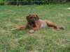 doriwelpen045_small.jpg