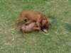 doriwelpen070_small.jpg