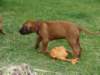 doriwelpen074_small.jpg