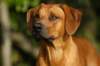 enea151020063_small.jpg