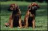 img019992_small.jpg