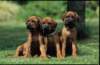 img019993_small.jpg