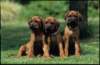 img019994_small.jpg