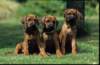 img019996_small.jpg