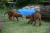 ndoki_20070706_1003_small.jpg