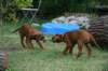 ndoki_20070706_1004_small.jpg