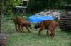 ndoki_20070706_1005_small.jpg