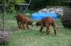 ndoki_20070706_1006_small.jpg