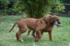 ndoki_20070706_1007_small.jpg