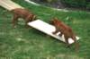 ndoki_20070706_1039_small.jpg