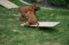 ndoki_20070706_1040_small.jpg