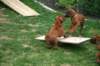 ndoki_20070706_1042_small.jpg