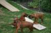 ndoki_20070706_1043_small.jpg