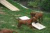 ndoki_20070706_1044_small.jpg
