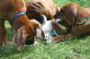 ndoki_20070708015_small.jpg