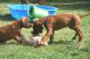 ndoki_20070708021_small.jpg