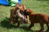 ndoki_20070708026_small.jpg