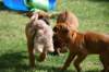 ndoki_20070708027_small.jpg