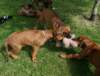ndoki_20070708032_small.jpg