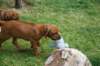 ndoki_20070708056_small.jpg