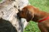 ndoki_20070708057_small.jpg