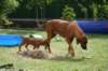 ndoki_20070708064_small.jpg