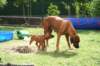 ndoki_20070708065_small.jpg