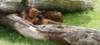 ndoki_20070708072_small.jpg