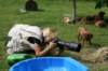 ndoki_20070708075_small.jpg