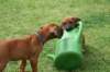 ndoki_20070708082_small.jpg