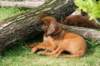 ndoki_20070708096_small.jpg