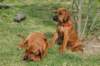 ndoki_20070708103_small.jpg