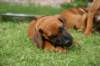 ndoki_20070708113_small.jpg