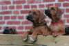 picture0005_small.jpg