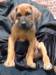 portrts8wochen052_small.jpg